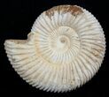 / Inch Perisphinctes Ammonite - Jurassic #1959-1